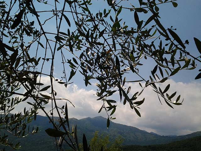pianta olivette taggiasche dopo fioritura