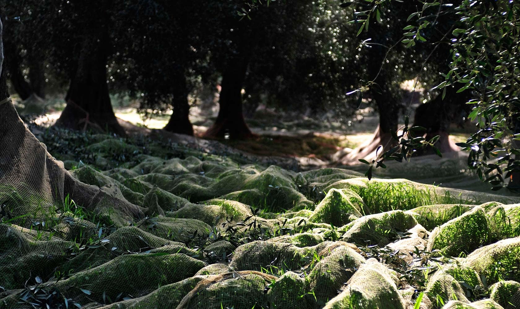 raccolta olive taggiasche